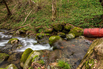 Stream amidst trees