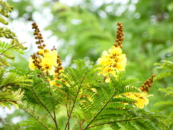 Close-up of yellow flowering plant