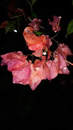 Close-up of pink rose leaves