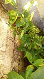 Close-up of fresh green plant