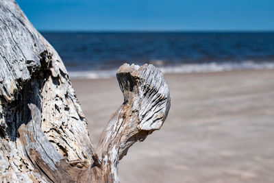 Close-up of driftwood on beach