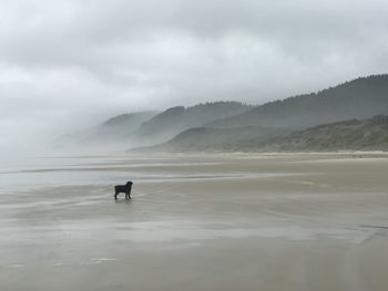 Dog at beach against sky