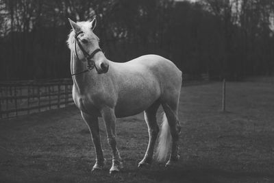 Horse standing in ranch