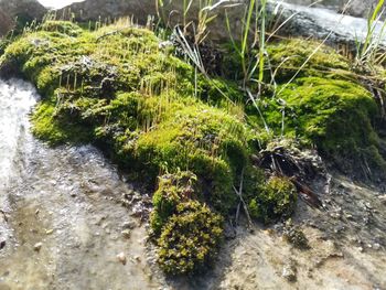High angle view of plants growing in park