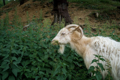 View of goat grazing