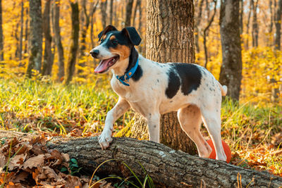 Dog in forest