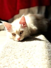 Close-up portrait of white kitten