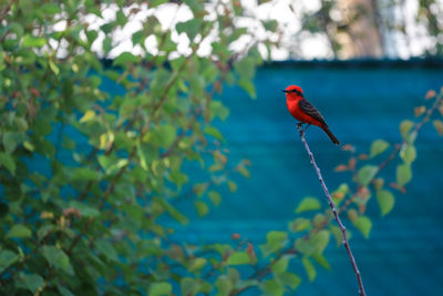 Bird perching on a branch