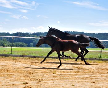 Horse standing on field against sky