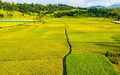 Scenic view of agricultural field