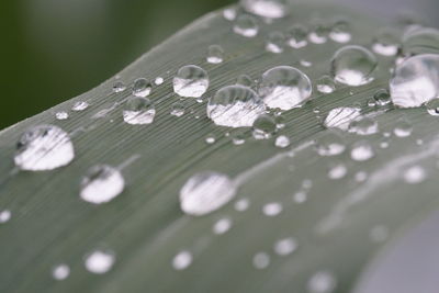 Close-up of water drops on leaves