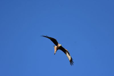 Low angle view of red kite flying against clear blue sky