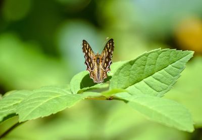 Close-up of butterfly on plant