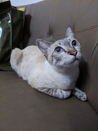 Cat sitting on sofa at home