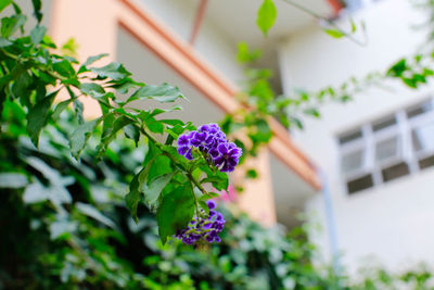 Close-up of purple flowering plant