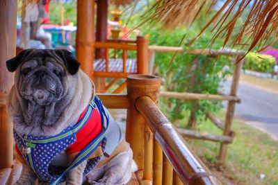 Dog sitting on bench in park