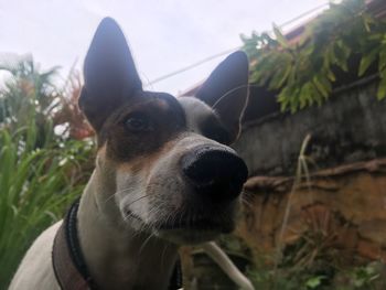 Close-up of dog looking away on field