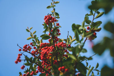 Low angle view of red flowering plant against sky