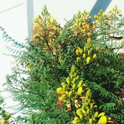 Low angle view of yellow flowers