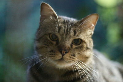 Close-up portrait of a cat