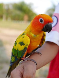 Cropped image of hand holding bird