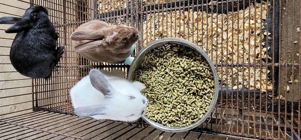 High angle view of two birds in a container