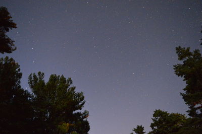 Trees against sky at night