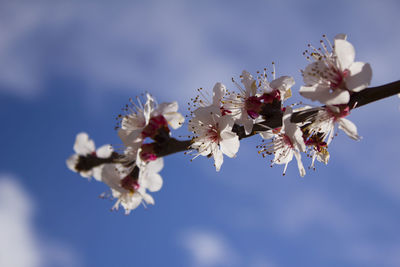 Close-up of cherry blossoms against sky