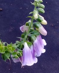 Close-up of fresh flowers in garden