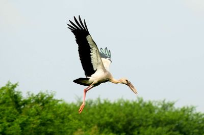Low angle view of bird flying against clear sky