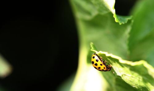 Close-up of ladybug on leaf