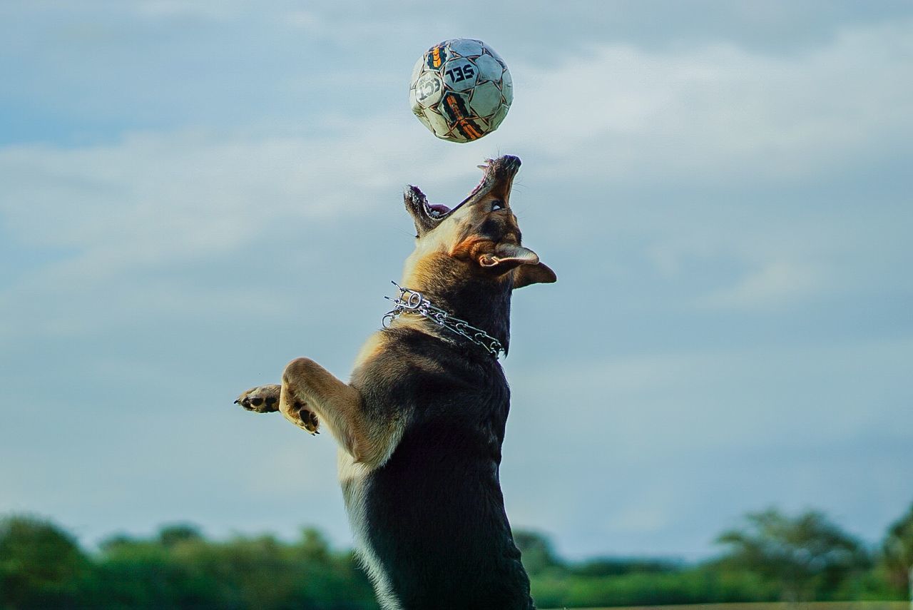 VIEW OF DOG PLAYING WITH BALL
