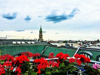 Red flowers blooming in park