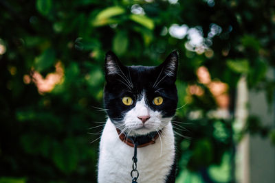 Portrait of black cat