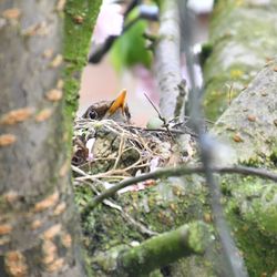 Close-up of bird perching on tree