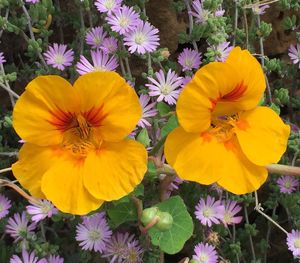 Close-up of yellow flower