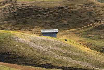 Horse on field