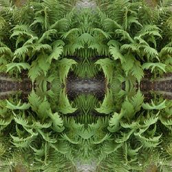 Plants growing on a tree