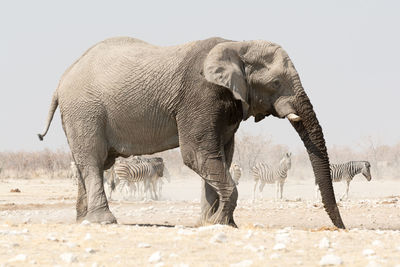 Side view of elephant standing in field