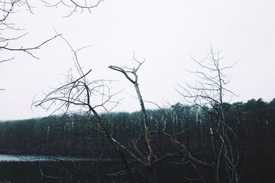 Bare tree against clear sky