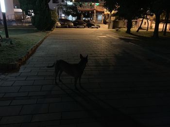 Dog on footpath in city