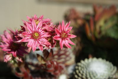 Close-up of pink flower