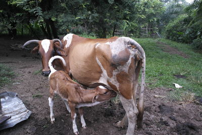 Cows on field