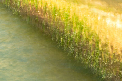 Plants growing in farm