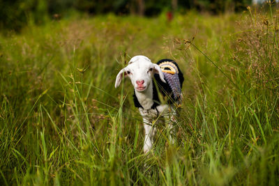 Cow on grass in field