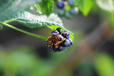 Close-up of insect on plant