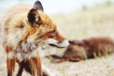 Close-up of fox looking away while standing on field