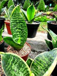 Close-up of potted plant