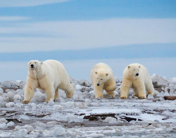 Close-up of white bear 