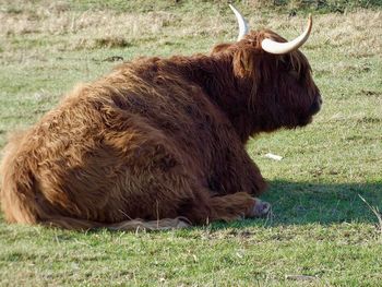 Wild cattle in the former sewage fields in berlin falkenberg